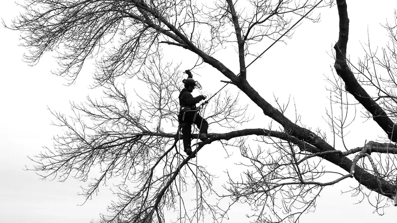 Arborist climbing among tree branches