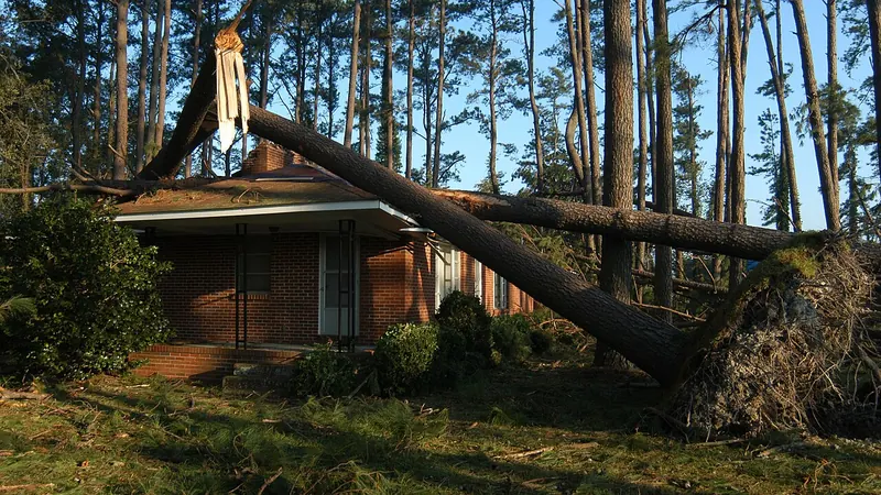 Large tree fallen onto the roof of a house after a storm