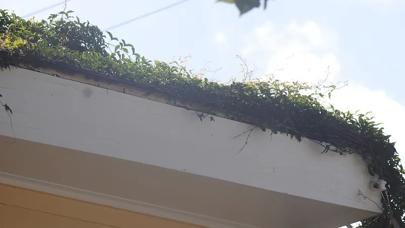 Gutter overgrown with moss and plants along a roof edge