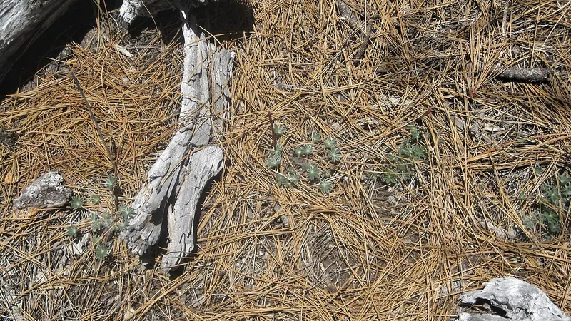 Fallen pine needles covering the ground