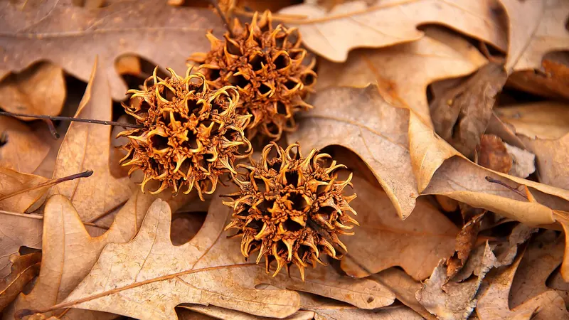Spiky sweetgum seed balls among fallen leaves